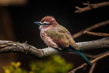 Purple Roller Bird,   Coracias Naevius