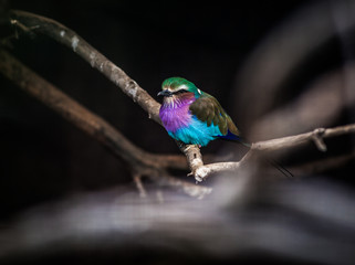 Obraz premium Lilac Breasted Roller, Coracias caudatus