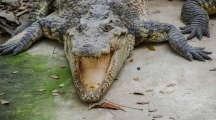crocodile in farm of thailand