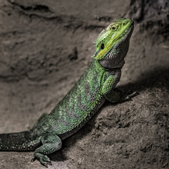 Central Bearded Dragon, Pogona vitticeps