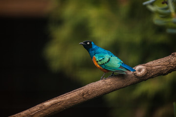 Obraz premium Royal Starling, or Golden Breasted Starling, Lamprotornis regius