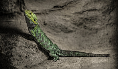 Central Bearded Dragon, Pogona vitticeps