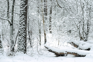 Views in the forest in winter.