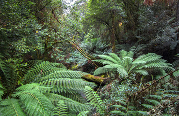 Dense vegetation including large tree ferns fills the rainforest of Mt. Field National Park,...