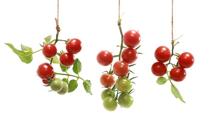 Isolated Cherry Tomatos on the vine hanging from twine over white background