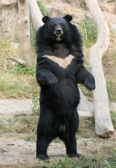 Fototapeta na wymiar asiatic black bear