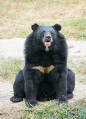 asiatic black bear