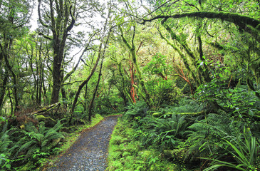 Obraz premium Dense temperate rainforest surrounds the trail to Key Summit in Fiordland, New Zealand.
