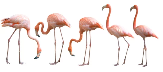 Foto op Canvas Mooie flamingo vogel geïsoleerd © anankkml