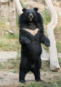 asiatic black bear