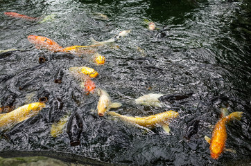 池の鯉
