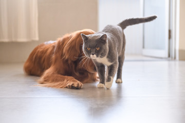 Golden Retriever and Cat