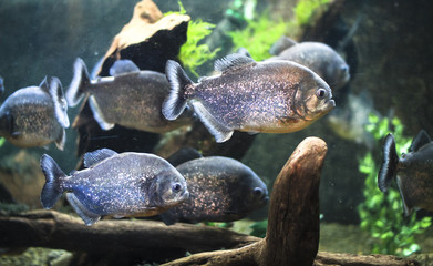 Piranhas at the National Aquarium in Napier, New Zealand.