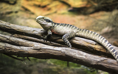 An Australian water dragon (Intellagama lesueurii) resting on a branch at the National Aquarium in Napier, New Zealand.