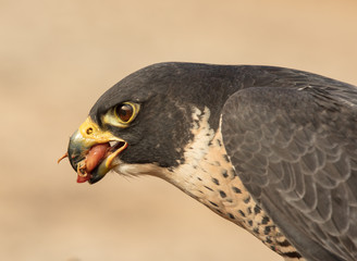 peregrine falcon consuming prey