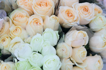 Beautiful white and cream rose for Valentine's Day