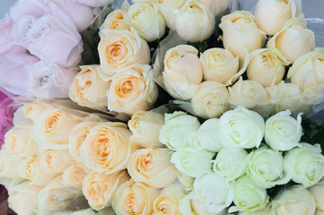 Beautiful white and cream rose for Valentine's Day