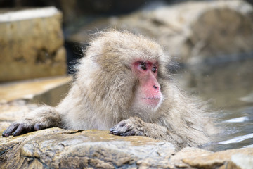 Obraz premium Monkeys wash hot springs