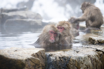 Monkeys wash hot springs