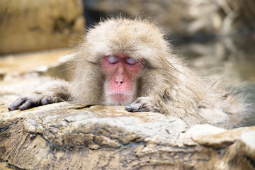 Monkeys wash hot springs