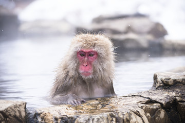 Monkeys wash hot springs