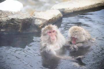 Naklejka premium Monkeys wash hot springs