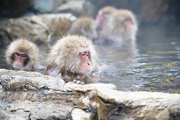 Obraz premium Monkeys wash hot springs
