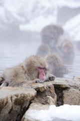 Obraz premium Monkeys wash hot springs