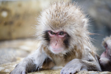 Monkeys wash hot springs