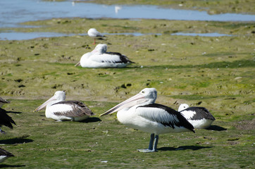 Australian Pelicans