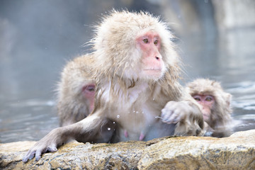 Fototapeta premium Monkeys wash hot springs