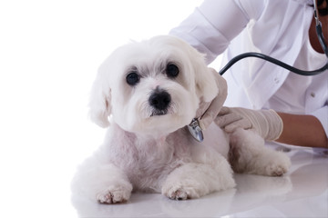 Veterinarian examining a cute maltese dog with a stethoscope on