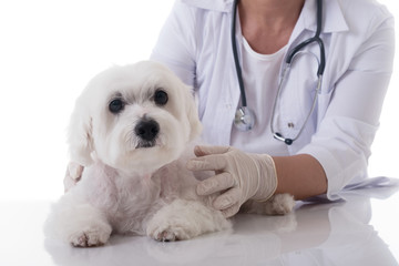 Obraz premium veterinarian examining a cute maltese dog on the table, isolated