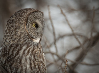 Great Grey Owl - Strix Nebulosa 