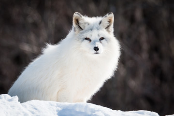 Arctic Fox - Vulpes Lagopus - In The Snow