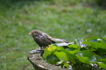 birds