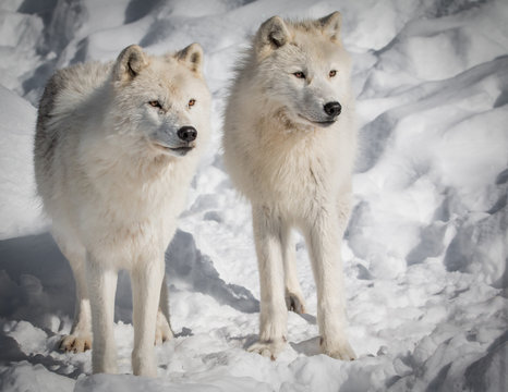 Arctic Wolves - Canis Lupus Arctos - Hunting In The Snow