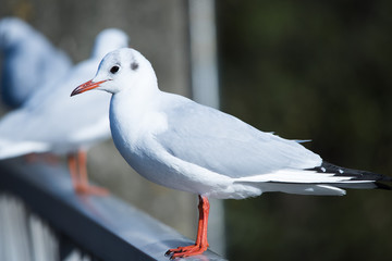 bird