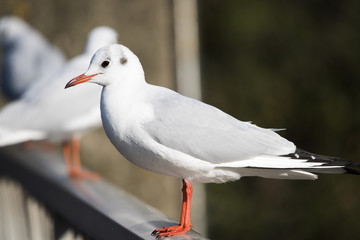 bird