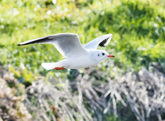 bird
