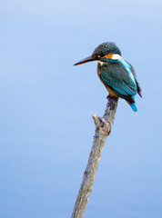 bird　animal