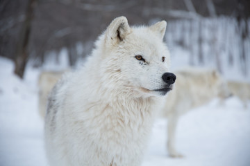 Artic Wolf close up