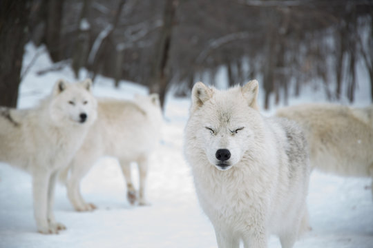 Artic Wolf blinking for camera