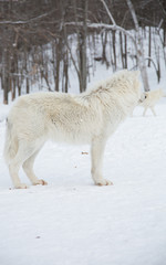 Artic Wolf side profile - vertical shot