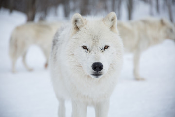 Naklejka premium Artic Wolf stares into camera
