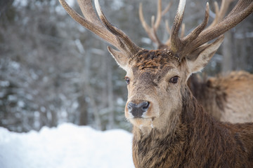 Male deer - Proudly looking towards camera