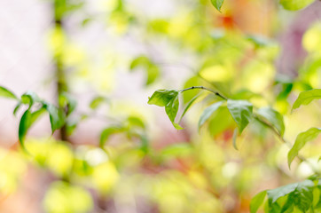 abstract blur green and yellow leaf on the autumn time