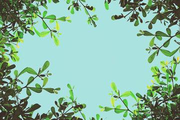 Obraz premium branches frame of tree