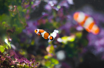 Fototapeta na wymiar Little clown fish in the aquarium