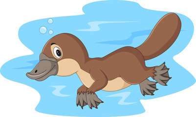 Cartoon happy platypus swimming 